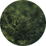 Moss_Detail.png